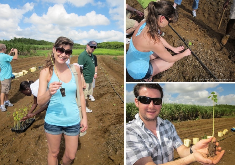 Planting a young papaya tree in Jamaica.