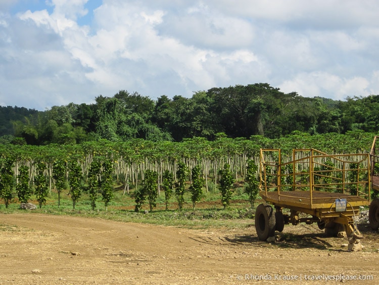 Papaya trees on a farm in Jamaica.