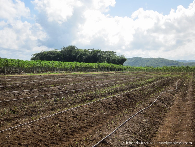 Rows of dirt mounds on the farm.