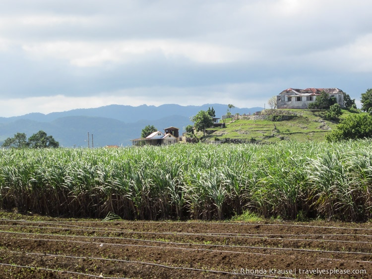 Sugar cane field in Jamaica.