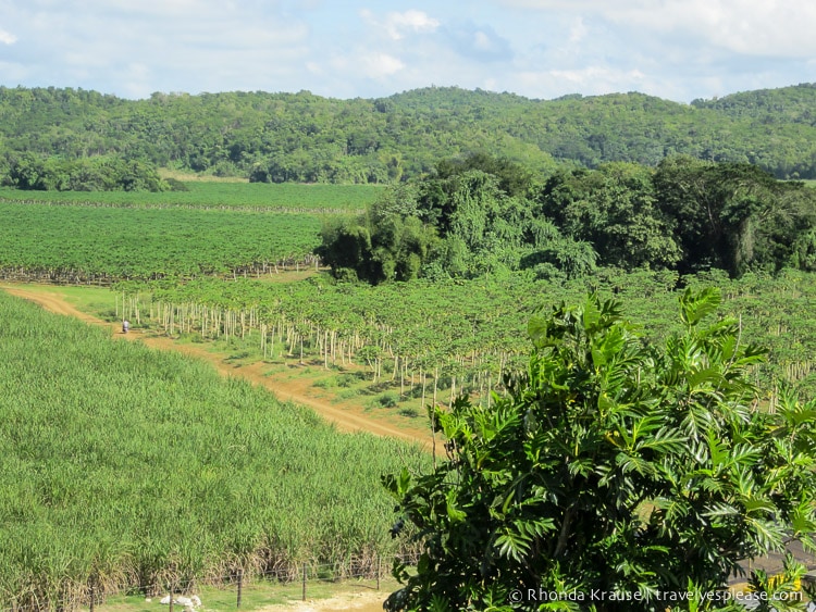 Overlooking the papaya farm.