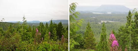 travelyesplease.com | The Ultimate Vancouver Island Road Trip