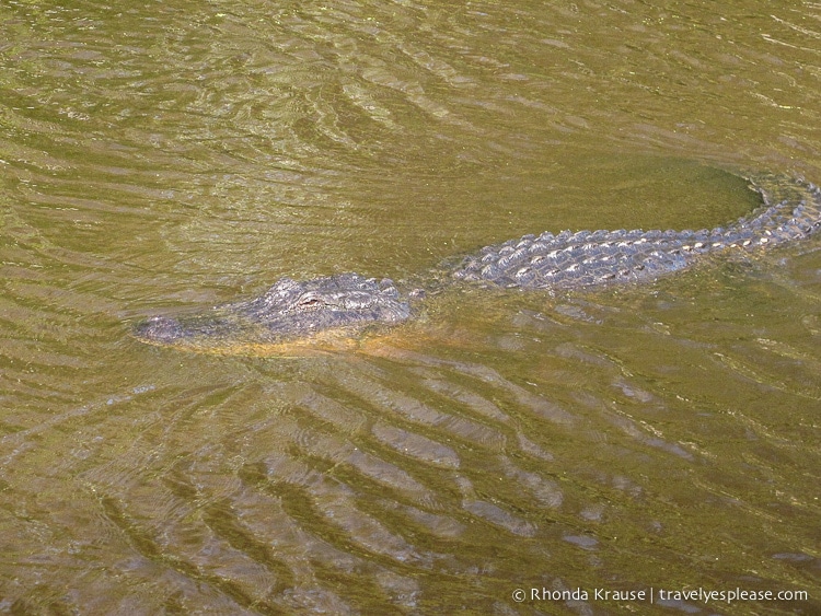travelyesplease.com | 3 Great Day Trips From New Orleans- Swamps, Battlefields, and Plantations