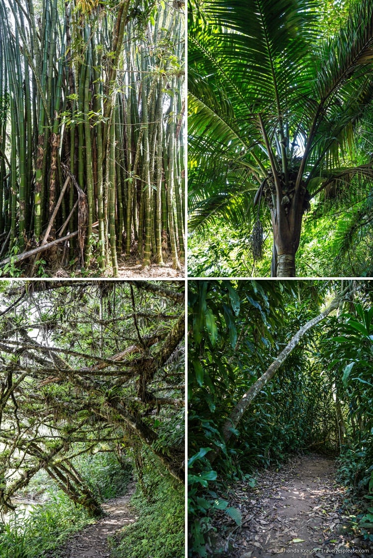 travelyesplease.com | Hiking Guanayara National Park, Cuba