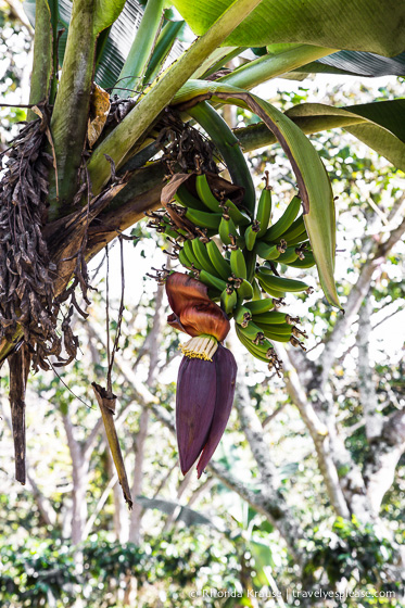 travelyesplease.com | Hiking Guanayara National Park, Cuba