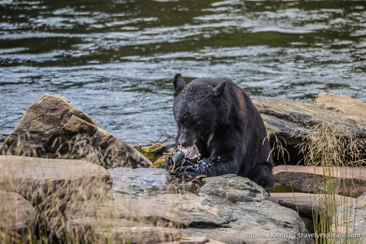 travelyesplease.com | Neets Bay Bear Viewing