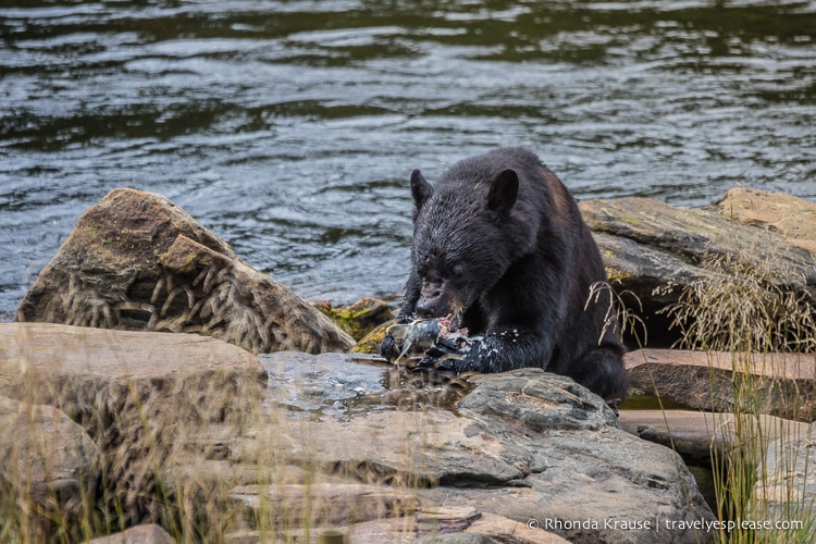 travelyesplease.com | Neets Bay Bear Viewing