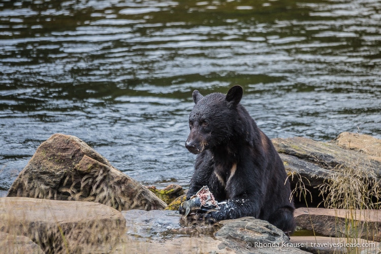 travelyesplease.com | Neets Bay Bear Viewing