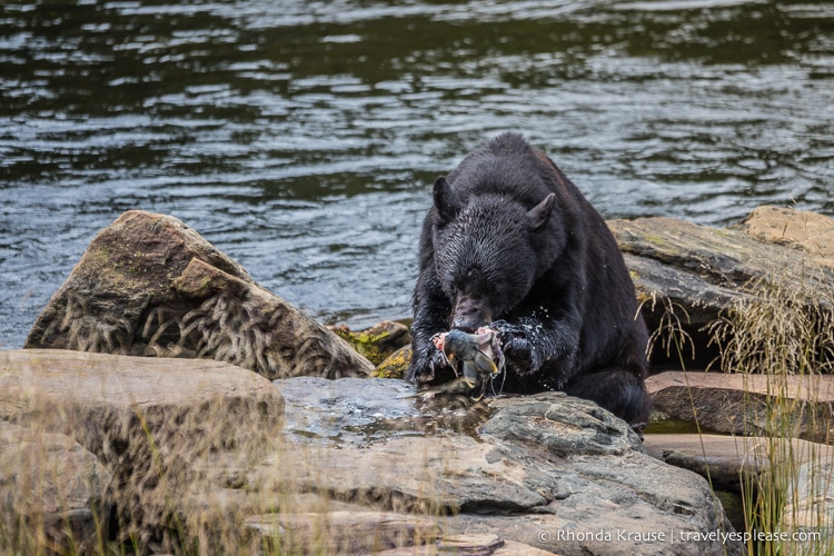 travelyesplease.com | Neets Bay Bear Viewing