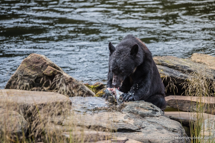 travelyesplease.com | Neets Bay Bear Viewing