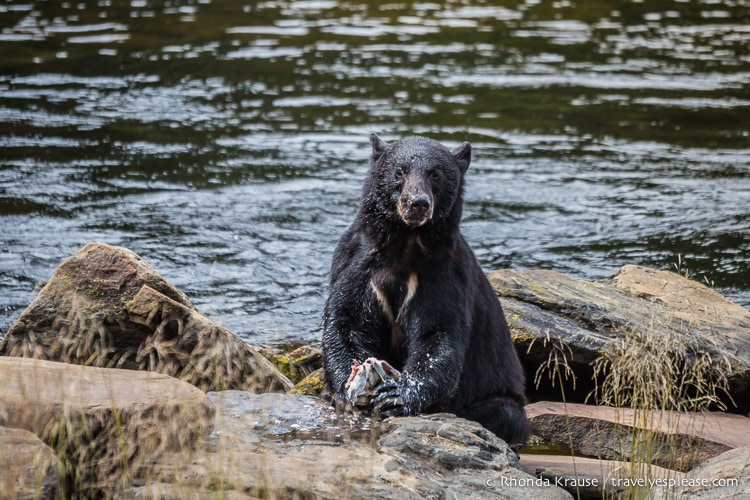 Bear Watching at Neets Bay, Alaska