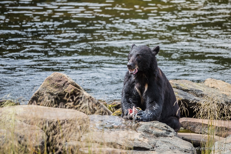 travelyesplease.com | Neets Bay Bear Viewing