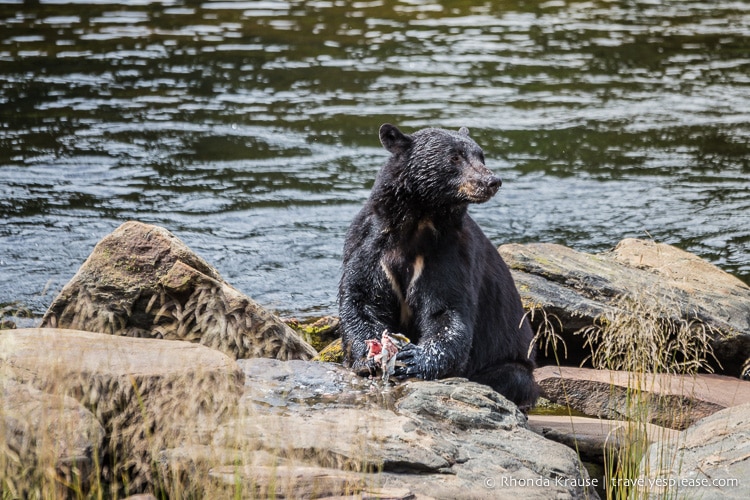 travelyesplease.com | Neets Bay Bear Viewing