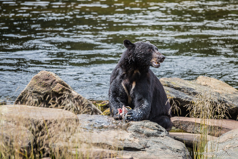 travelyesplease.com | Neets Bay Bear Viewing