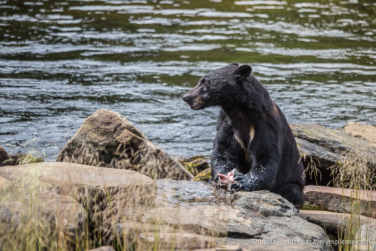 travelyesplease.com | Neets Bay Bear Viewing