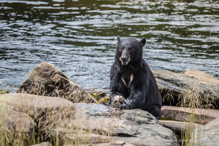 travelyesplease.com | Neets Bay Bear Viewing