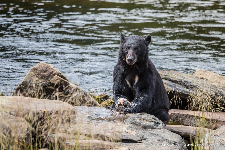 travelyesplease.com | Neets Bay Bear Viewing