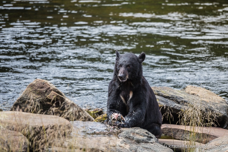 travelyesplease.com | Neets Bay Bear Viewing