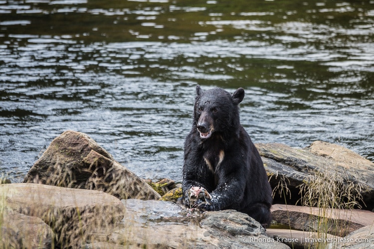 travelyesplease.com | Neets Bay Bear Viewing