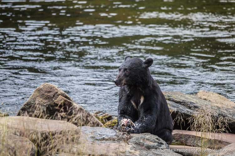 travelyesplease.com | Neets Bay Bear Viewing