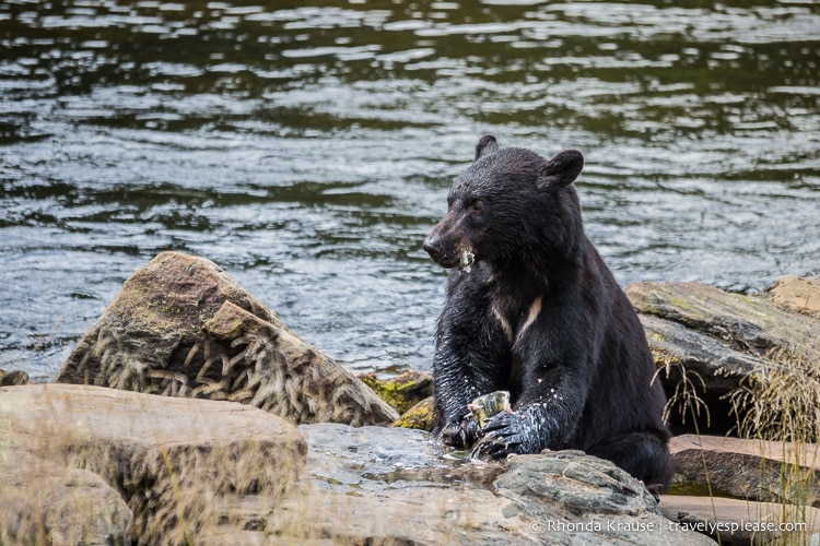 travelyesplease.com | Neets Bay Bear Viewing