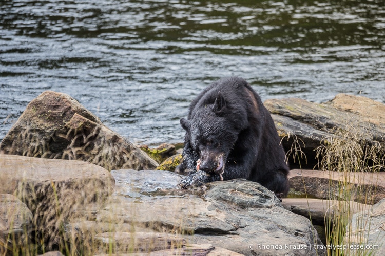 travelyesplease.com | Neets Bay Bear Viewing