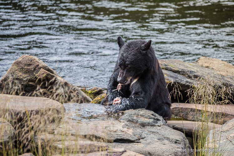 travelyesplease.com | Neets Bay Bear Viewing