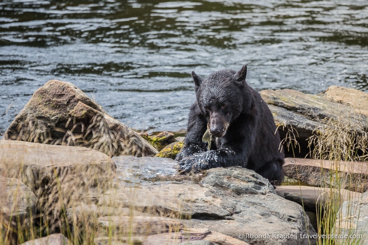 travelyesplease.com | Neets Bay Bear Viewing