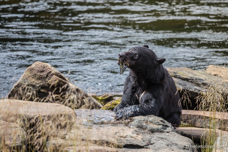 travelyesplease.com | Neets Bay Bear Viewing