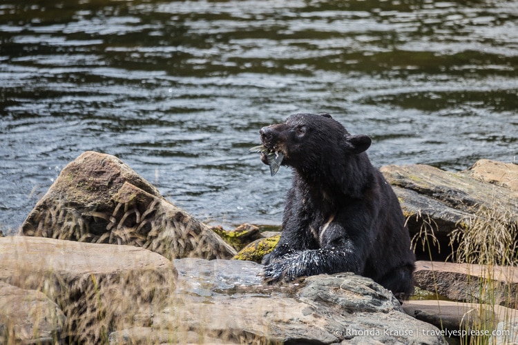 travelyesplease.com | Neets Bay Bear Viewing