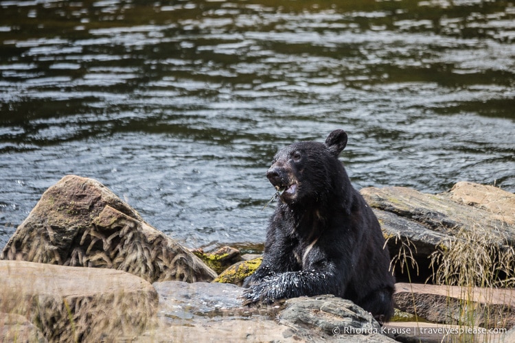 travelyesplease.com | Neets Bay Bear Viewing