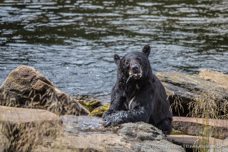 travelyesplease.com | Neets Bay Bear Viewing