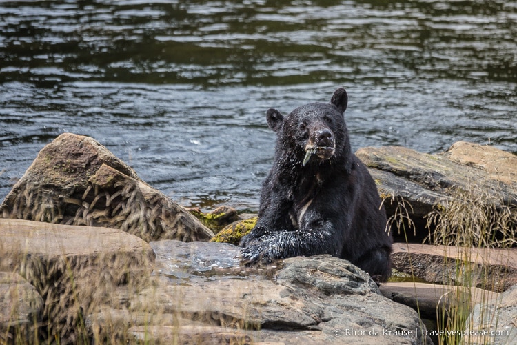 travelyesplease.com | Neets Bay Bear Viewing