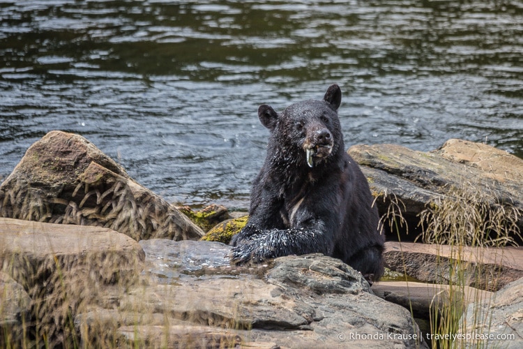 travelyesplease.com | Neets Bay Bear Viewing