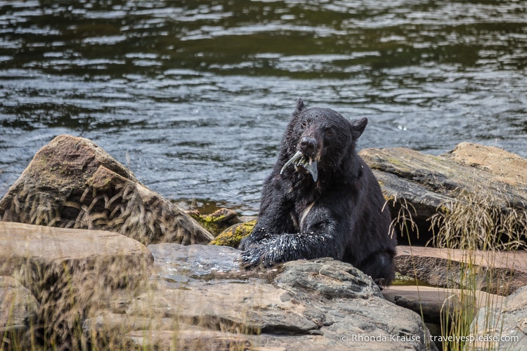 travelyesplease.com | Neets Bay Bear Viewing