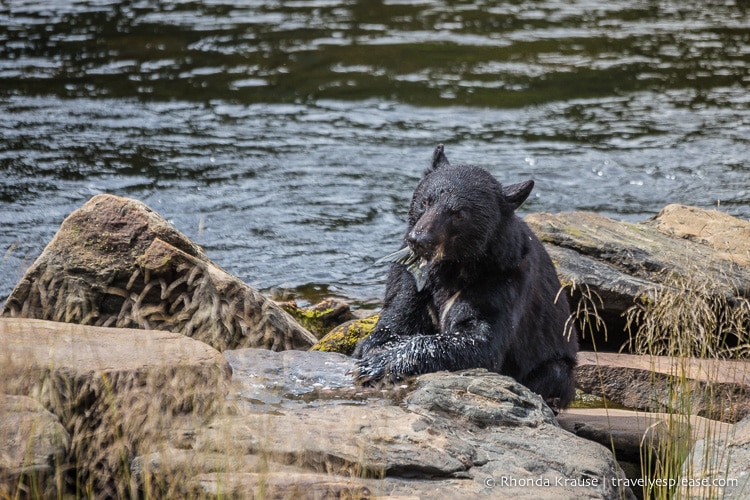 travelyesplease.com | Neets Bay Bear Viewing