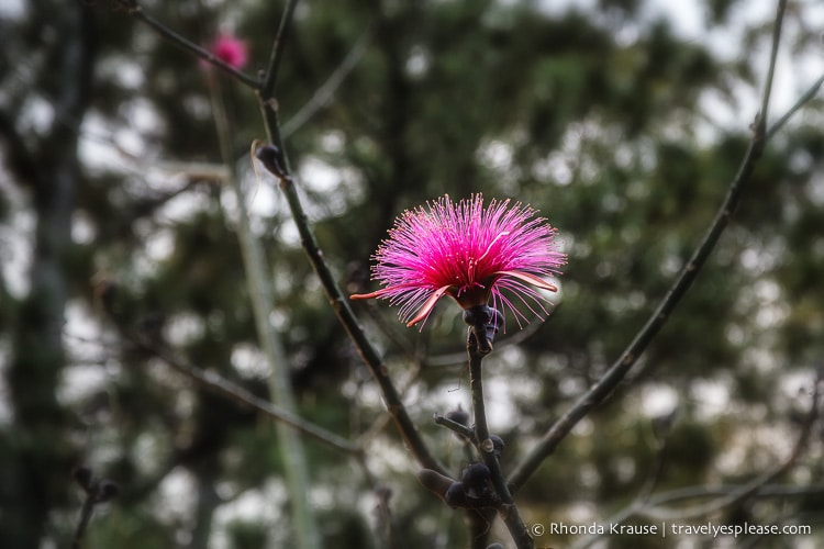 Pink flower on a branch.
