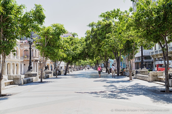 A wide tree-lined walkway.