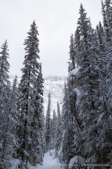 travelyesplease.com | Snowshoeing in Jasper- Our First Experience and Why You Should Try it Too!