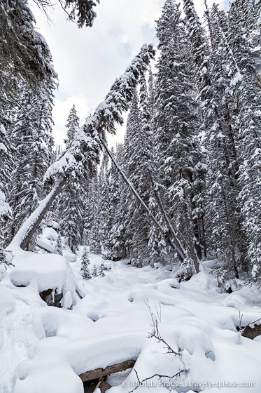 travelyesplease.com | Snowshoeing in Jasper- Our First Experience and Why You Should Try it Too!