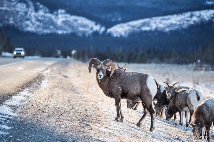 travelyesplease.com | 8 Reasons to Visit Jasper in January (and All Winter Long!)