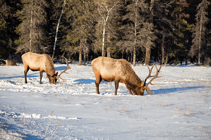 travelyesplease.com | 8 Reasons to Visit Jasper in January (and All Winter Long!)