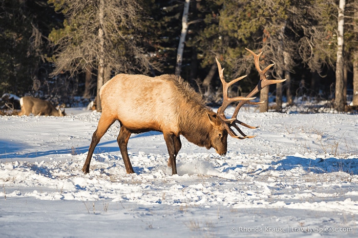 travelyesplease.com | Winter in Jasper- Photo Series