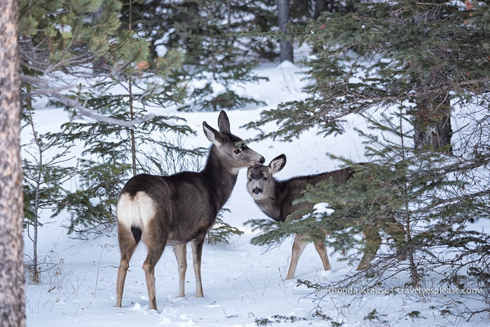 Photo of the Week: Mule Deer in Jasper National Park