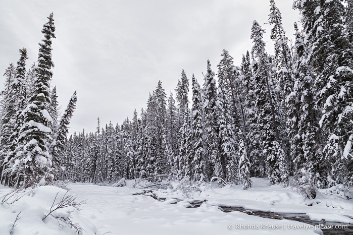 travelyesplease.com | 8 Reasons to Visit Jasper in January (and All Winter Long!)