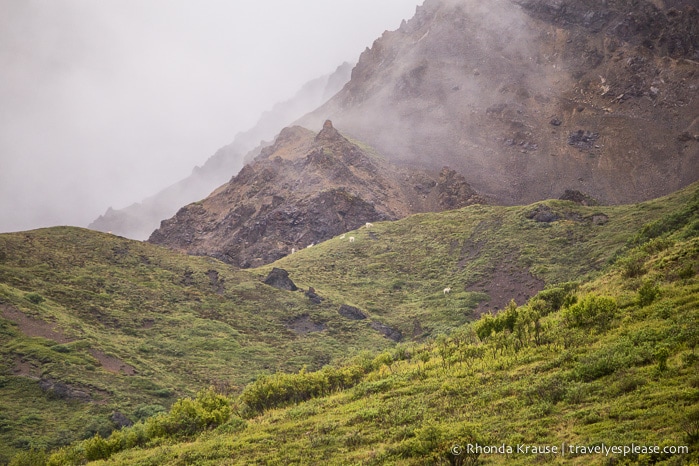 travelyesplease.com | Denali National Park- A Living Masterpiece