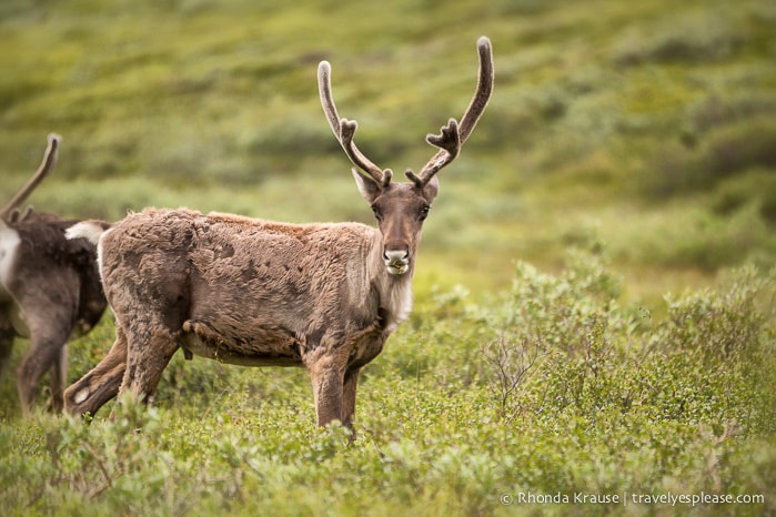 travelyesplease.com | Denali National Park- A Living Masterpiece