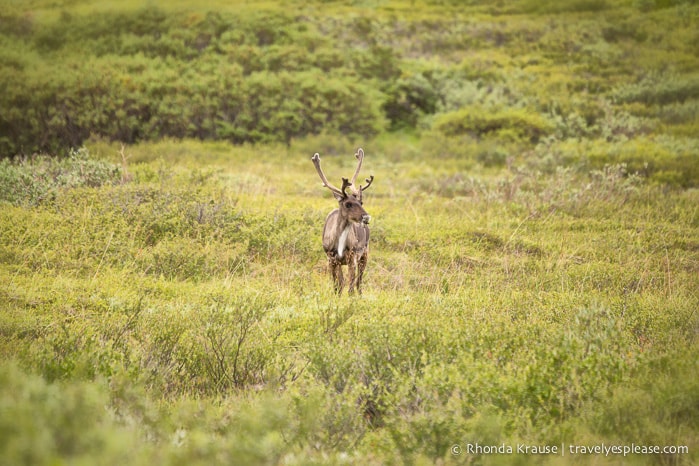 travelyesplease.com | Denali National Park- A Living Masterpiece