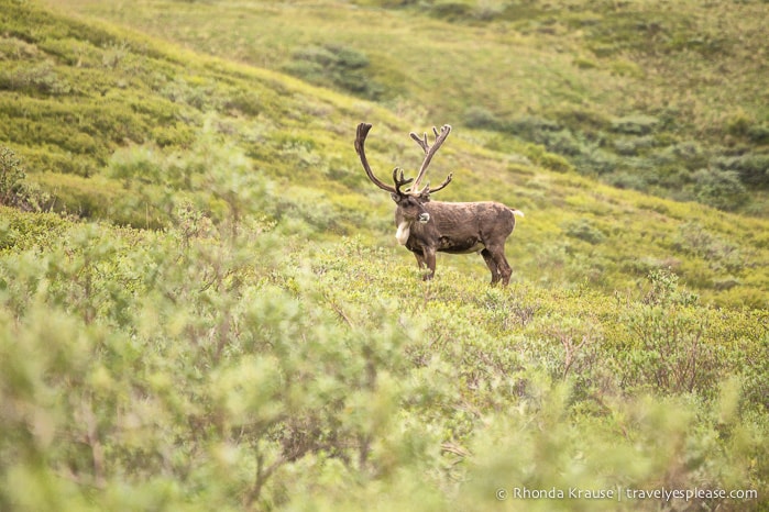 Denali National Park Bus Tour- Experiencing the Tundra Wilderness Tour