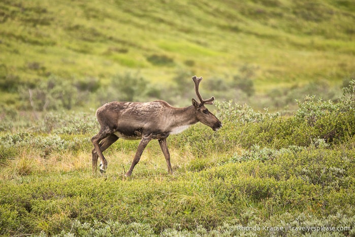 travelyesplease.com | Denali National Park- A Living Masterpiece